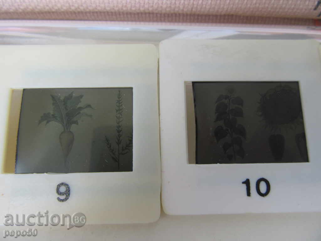 Auction 5pcs COTTON DIAPOSITIVES - CULTURAL PLANTS FROM SOTS Auction 5pcs COTTON DIAPOSITIVES - CULTURAL PLANTS FROM SOTS