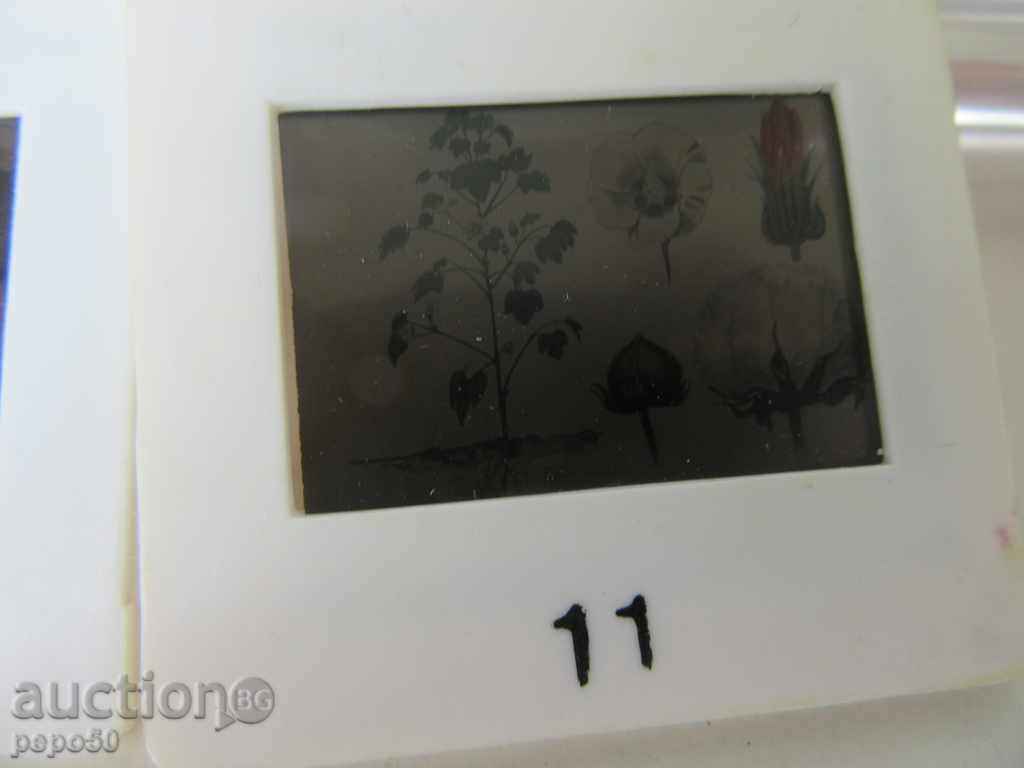 Delivery of 5pcs COTTON DIAPOSITIVES - CULTURAL PLANTS FROM SOTS Delivery of 5pcs COTTON DIAPOSITIVES - CULTURAL PLANTS FROM SOTS