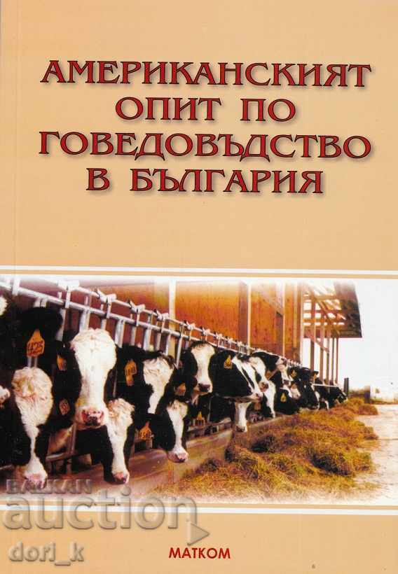 Experiența americană la bovine din Bulgaria