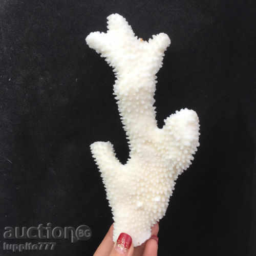 coral marine natural with price 75.00 BGN | € 38.35 coral marine natural with price 75.00 BGN | € 38.35