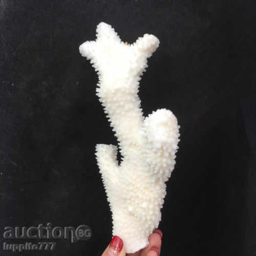 Auction coral marine natural Auction coral marine natural