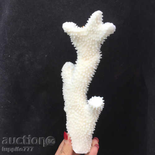 Delivery of coral marine natural Delivery of coral marine natural