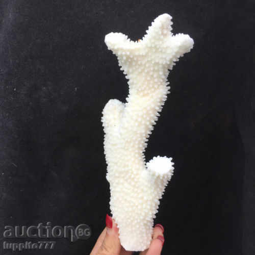 coral marine natural - 6 coral marine natural - 6