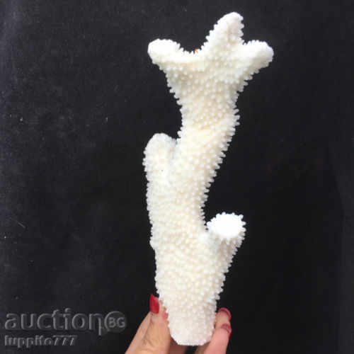 coral marine natural - 7 coral marine natural - 7