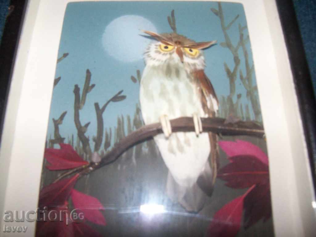 Beautiful three-dimensional picture of owl with price 10.00 BGN | € 5.11