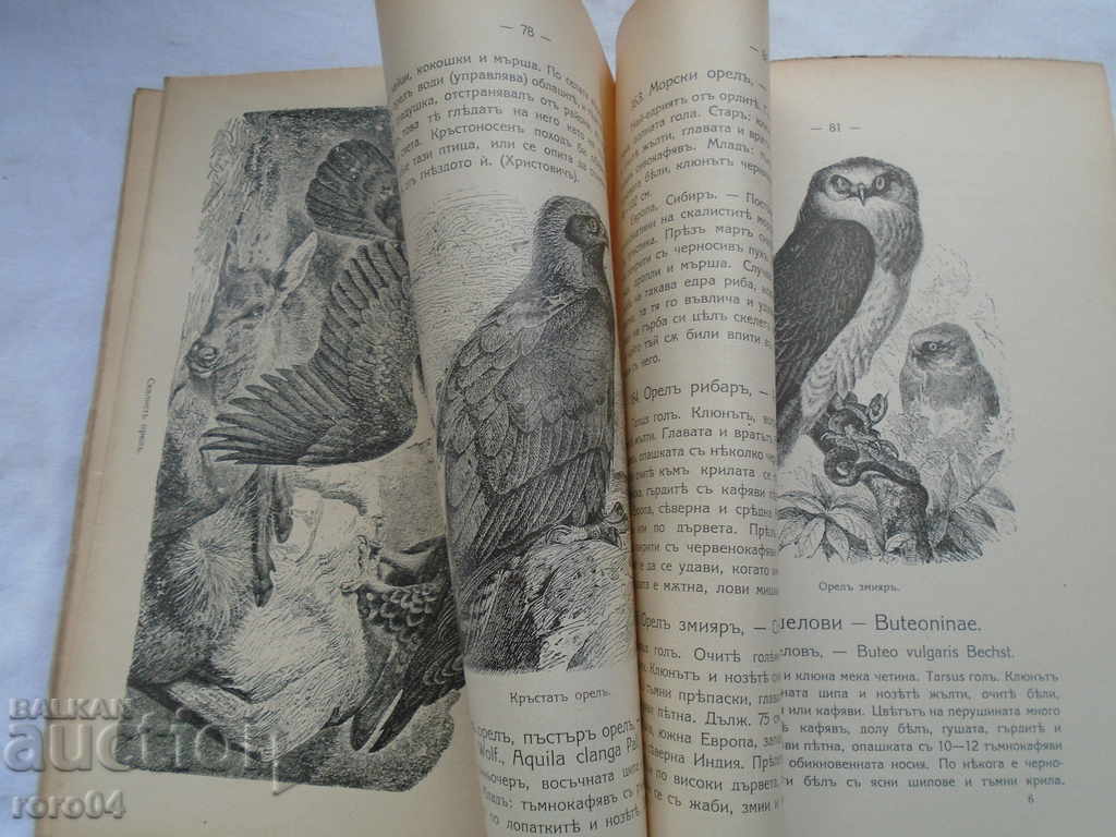 Livrarea PĂSĂRI NOASTRE - bulgarica ORNIS - E. KLEIN - 1909 RRR