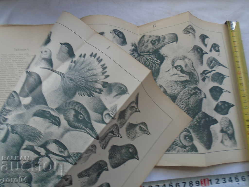 OUR BIRDS - ORNIS BULGARICA - E. KLEIN - 1909 RRR - 5