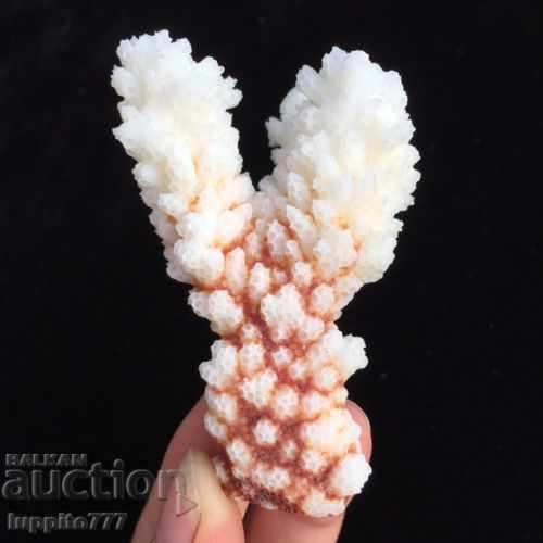 coral marine natural with price 39.00 BGN | € 19.94 coral marine natural with price 39.00 BGN | € 19.94