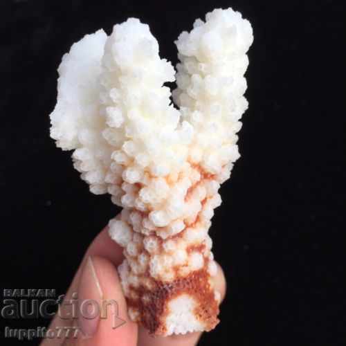 Auction coral marine natural Auction coral marine natural