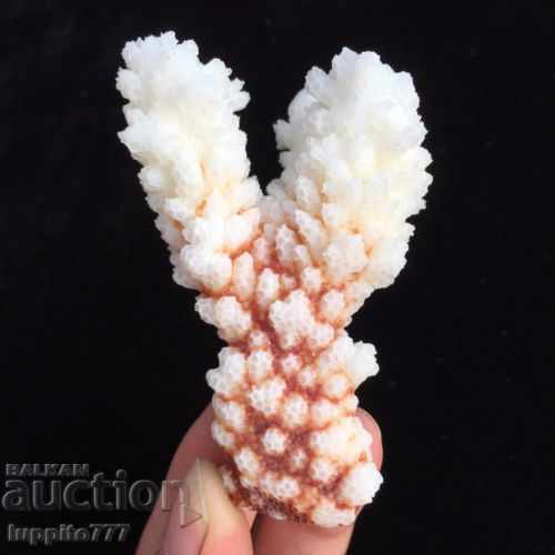 Delivery of coral marine natural Delivery of coral marine natural