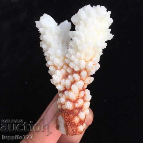 coral marine natural - 5 coral marine natural - 5