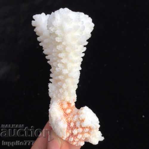 coral marine natural with price 39.00 BGN | € 19.94 coral marine natural with price 39.00 BGN | € 19.94