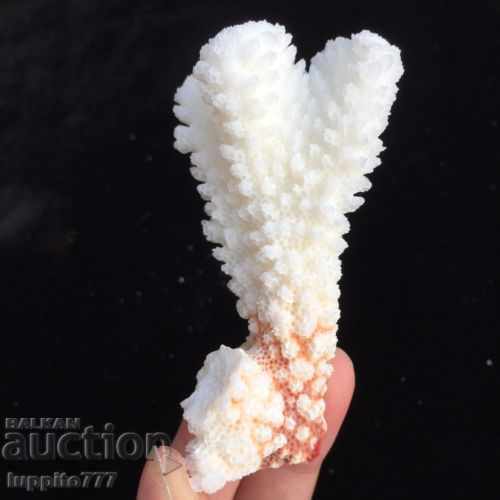 Auction coral marine natural Auction coral marine natural