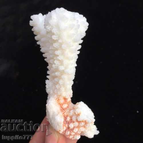 Delivery of coral marine natural Delivery of coral marine natural