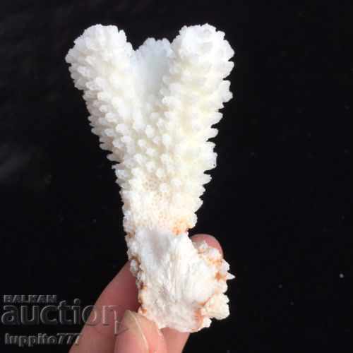 coral marine natural - 5 coral marine natural - 5