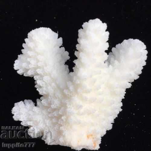 coral marine natural with price 49.00 BGN | € 25.05 coral marine natural with price 49.00 BGN | € 25.05