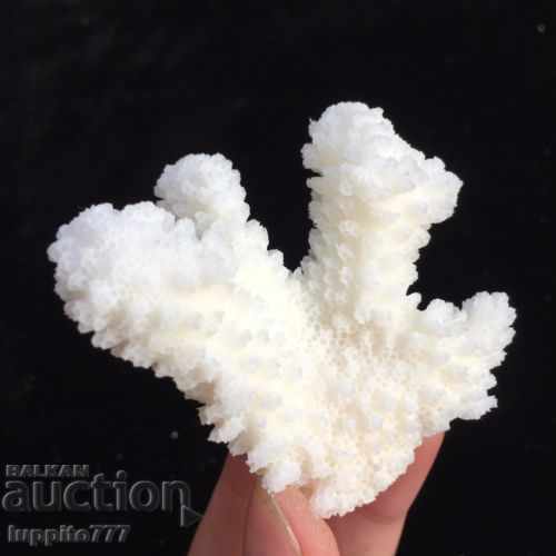 Auction coral marine natural Auction coral marine natural