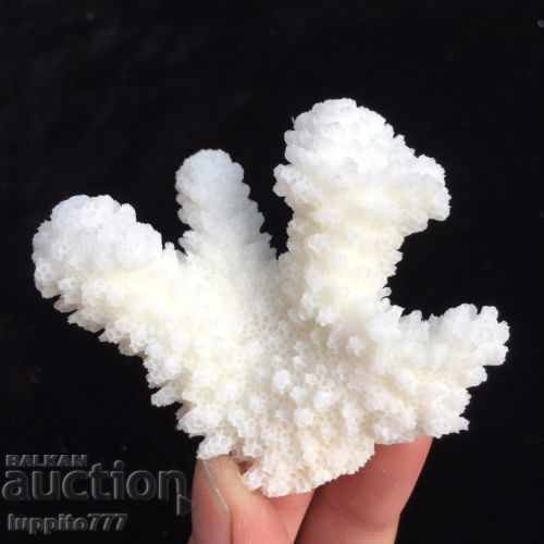 Delivery of coral marine natural Delivery of coral marine natural