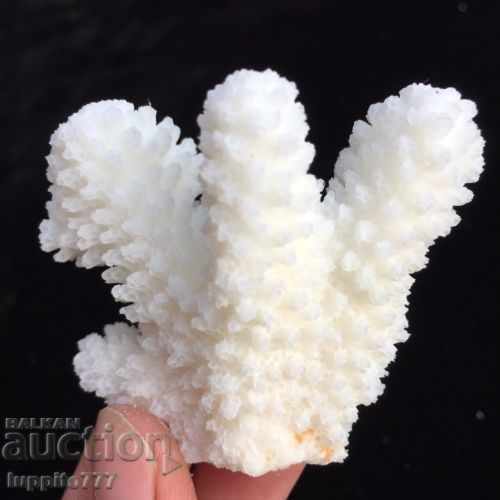 coral marine natural - 5 coral marine natural - 5