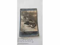 Postcard M. Schmid Wand moths 1914