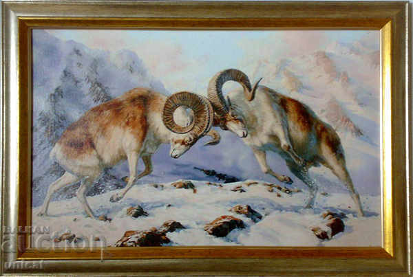 Archaires / mountain rams /, picture