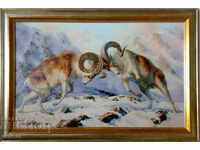 Argalul / berbeci de munte / imagine