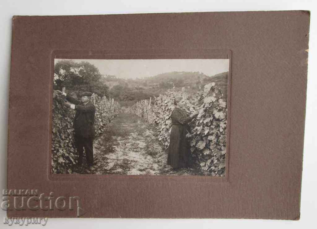 Δημοπρασία Δύο παλιές φωτογραφίες φωτογραφίες από χαρτόνι καλλιεργητές grapegatherer Δημοπρασία Δύο παλιές φωτογραφίες φωτογραφίες από χαρτόνι καλλιεργητές grapegatherer