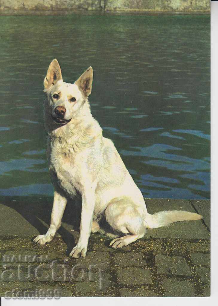 Postcard - Dogs