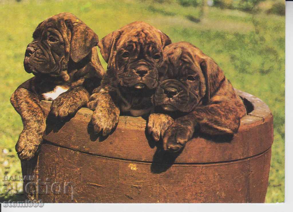 Καρτ ποστάλ - Σκύλοι