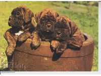 Καρτ ποστάλ - Σκύλοι