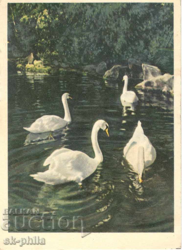 Пощенска картичка - Фауна - лебеди