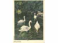 Пощенска картичка - Фауна - лебеди