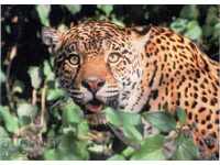 Carte poștală - fauna - Jaguar