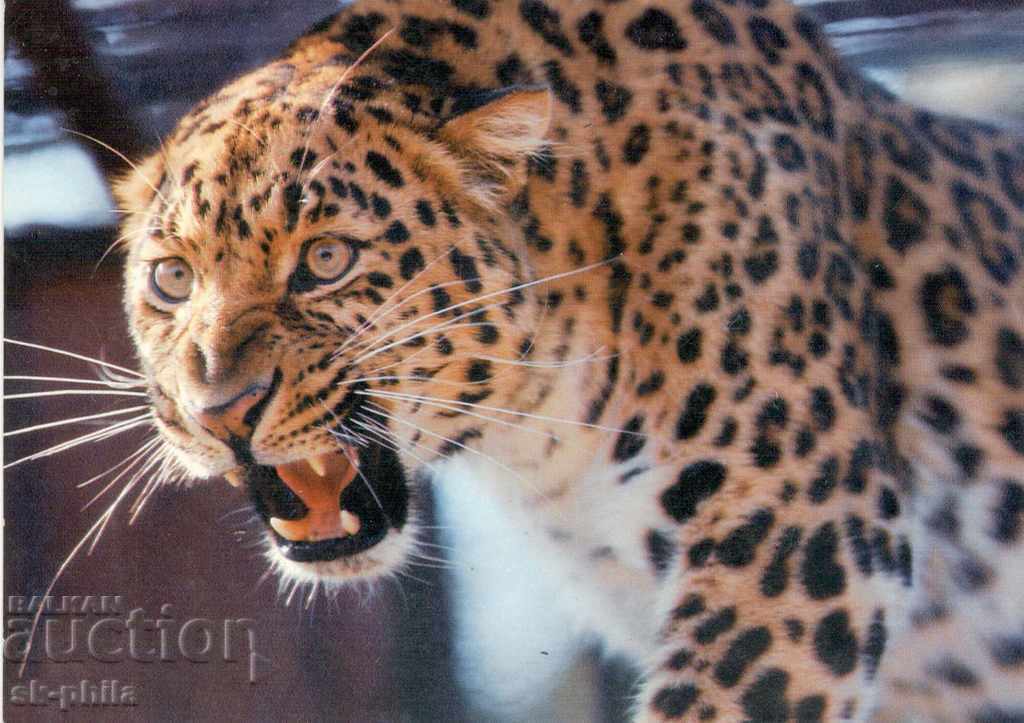 Carte poștală - fauna - leopard