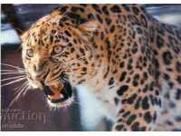 Carte poștală - fauna - leopard