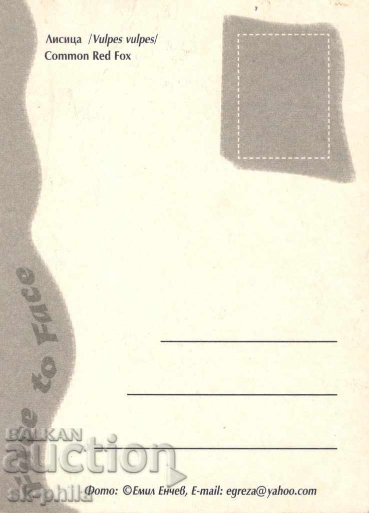 Postcard - Fauna - fox with price 1.20 BGN | € 0.61