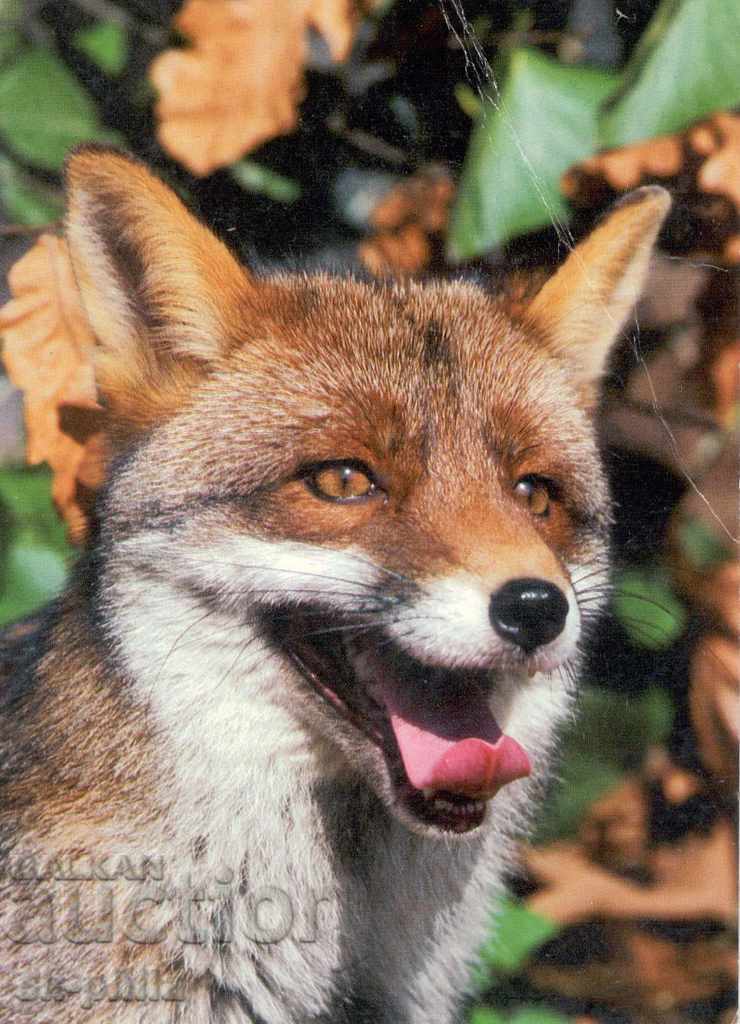Καρτ ποστάλ - πανίδα - αλεπού
