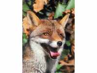 Carte poștală - fauna - Fox