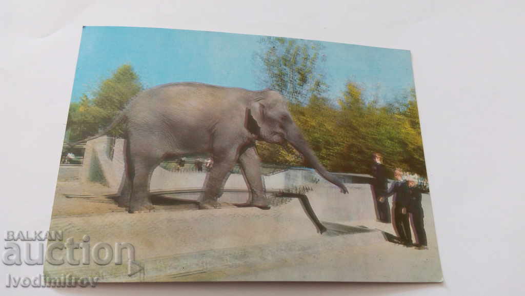 Carte poștală Warszawa Elephas Maximus