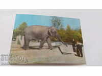 Postcard Warszawa Elephas Maximus