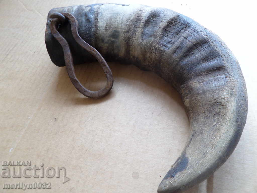 Delivery of Bismarck hazelnut tarnata Delivery of Bismarck hazelnut tarnata