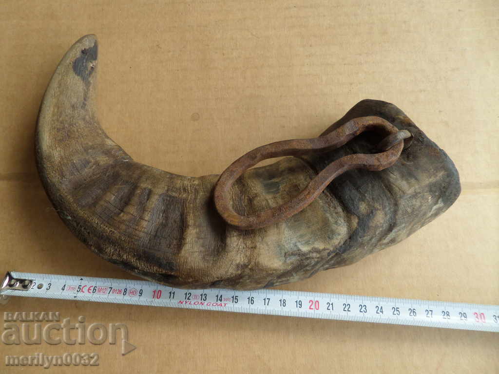 Bismarck hazelnut tarnata - 7 Bismarck hazelnut tarnata - 7