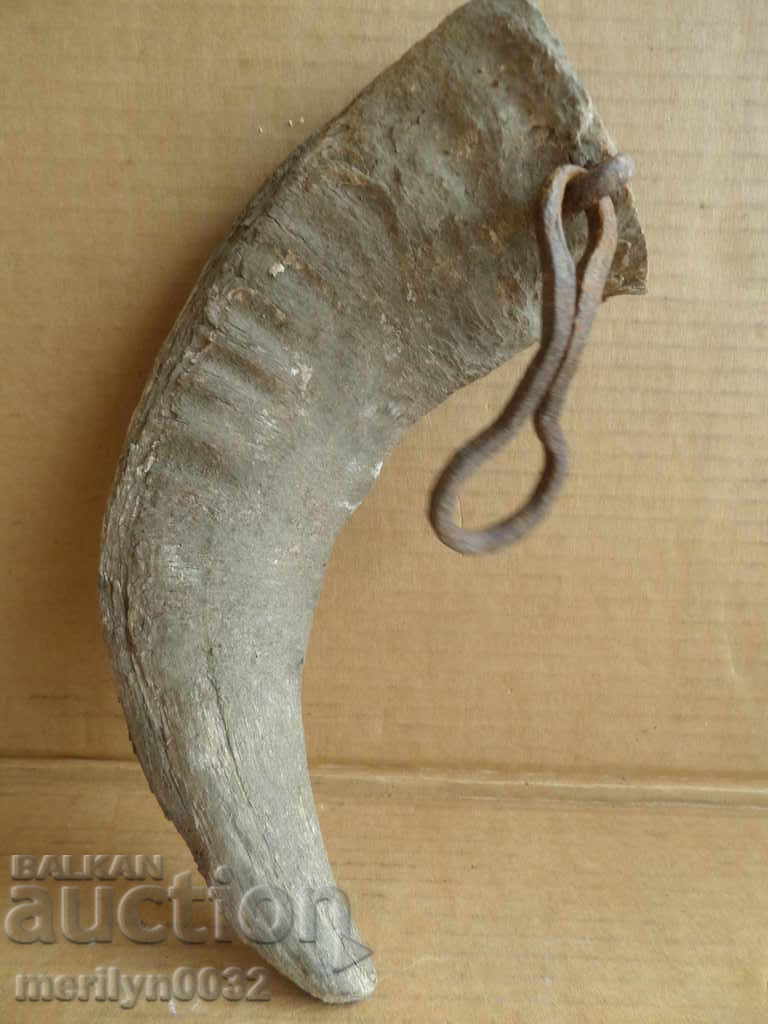 Delivery of Bismarck hazelnut tarnata Delivery of Bismarck hazelnut tarnata