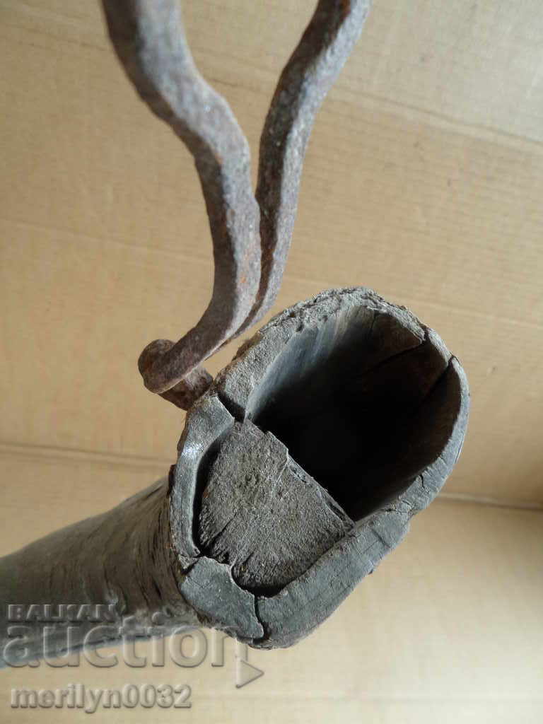 Bismarck hazelnut tarnata - 6 Bismarck hazelnut tarnata - 6