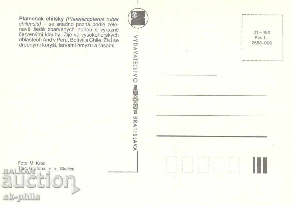 Postcard - Fauna - Pink Flamingo with price 1.40 BGN | € 0.72 Postcard - Fauna - Pink Flamingo with price 1.40 BGN | € 0.72