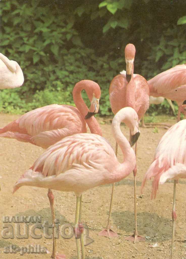 Καρτ ποστάλ - πανίδα - Flamingo