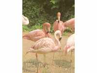 Пощенска картичка - Фауна - Розово фламинго