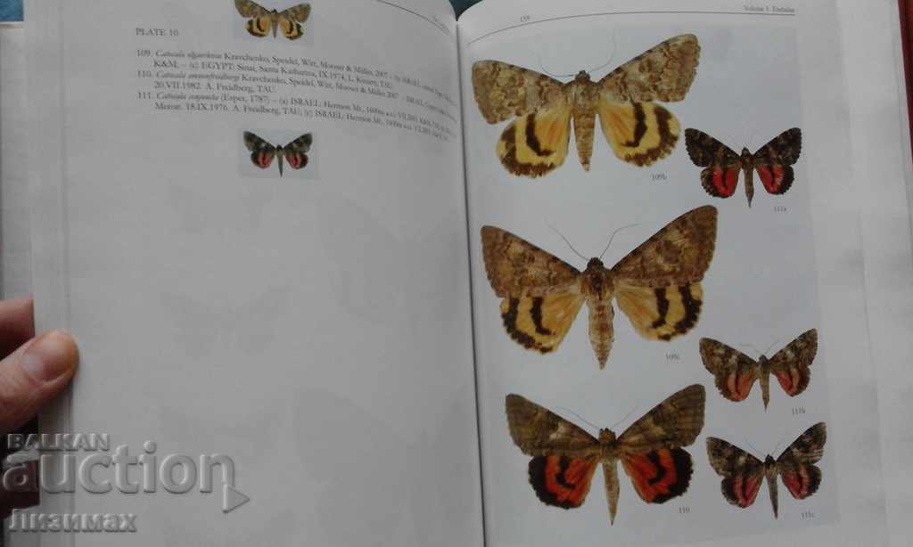 Auction  PROMOTION! - The Lepidoptera of Israel. Volume I: Erebidae