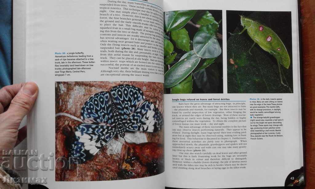 PROMOTION! - Lepidoptera lui Israel. Volumul I: Erebidae - 7