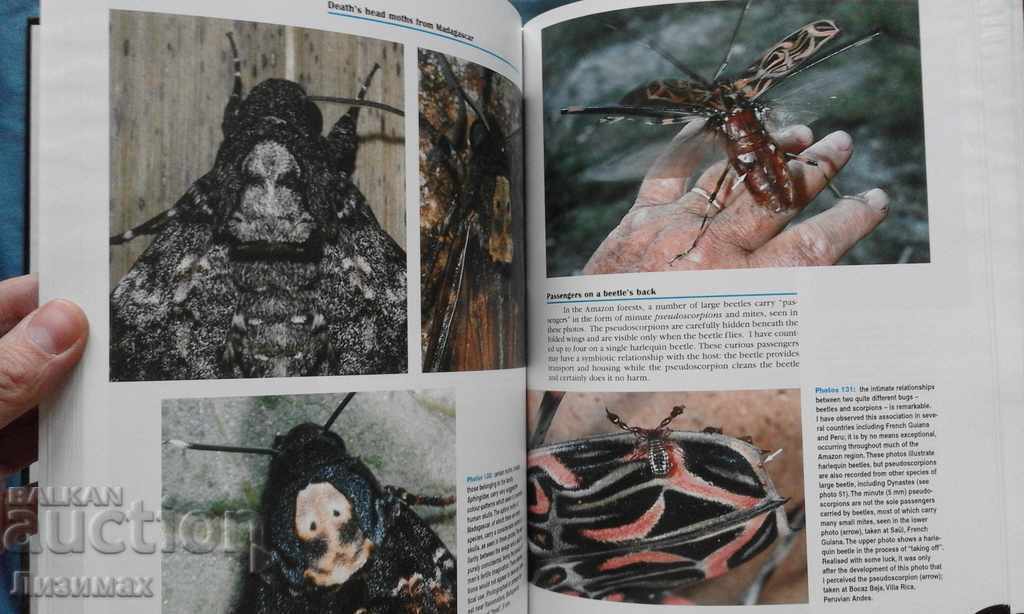 Delivery of PROMOTION! Bruce Purser - Jungle Bugs in the Night